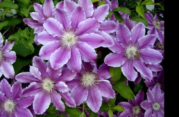 Clematis wallpapers hd quality