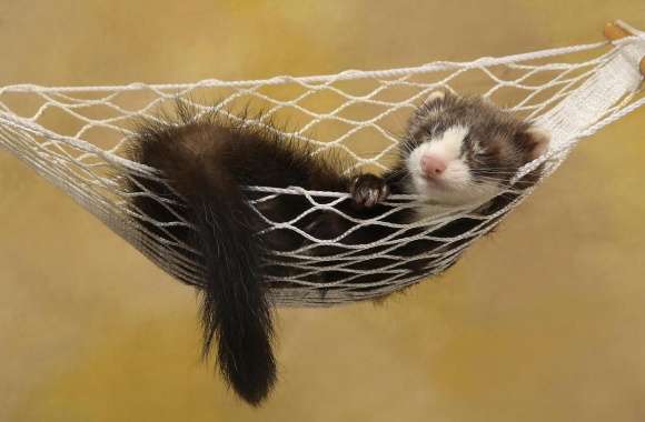 Ferret wallpapers hd quality
