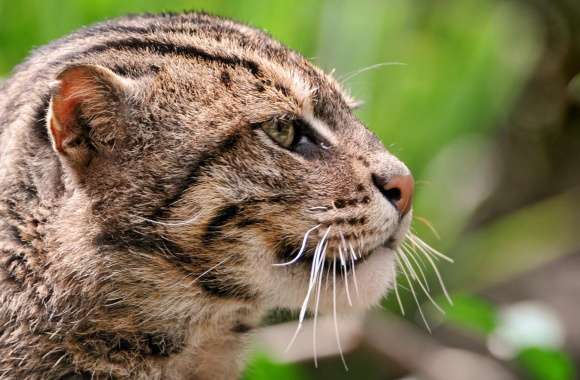 Fishing Cat wallpapers hd quality
