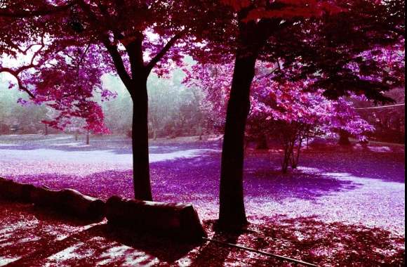 Infrared Photography wallpapers hd quality