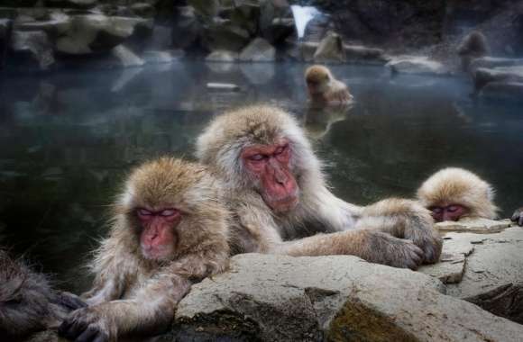 Japanese Macaque wallpapers hd quality