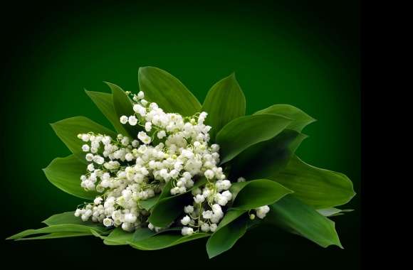 Lily Of The Valley wallpapers hd quality