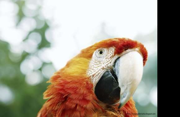 Macaw wallpapers hd quality