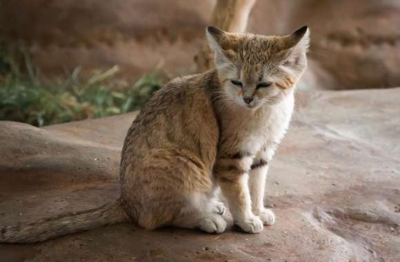 Sand Cat wallpapers hd quality