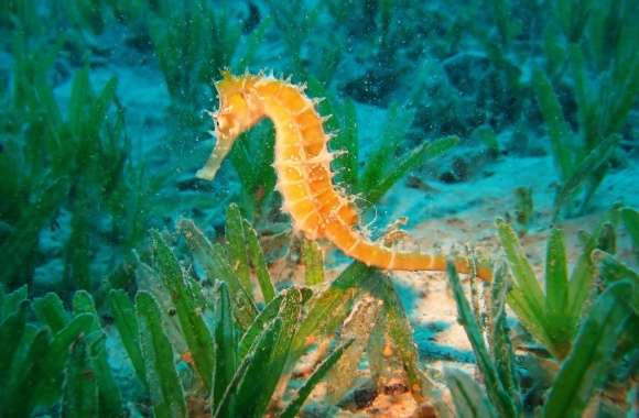Seahorse wallpapers hd quality