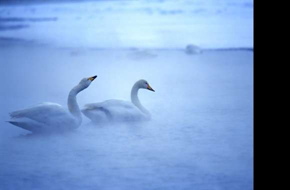 Whooper Swan wallpapers hd quality