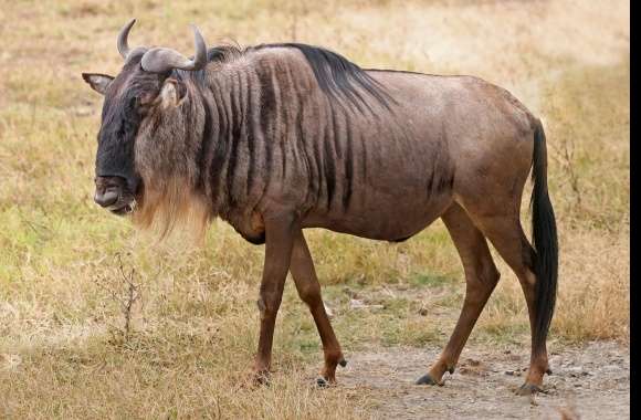 Wildebeest wallpapers hd quality