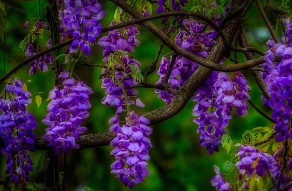Wisteria wallpapers hd quality