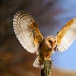 Barn Owl free download