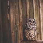 Barred Owl free download