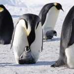 Emperor Penguin background