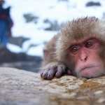 Japanese Macaque background