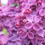 Lilac wallpaper