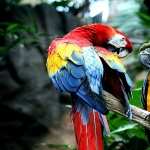 Macaw pics
