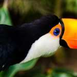Toco Toucan wallpapers