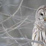 Barred Owl wallpapers