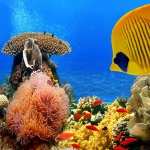 Butterflyfish wallpapers for android