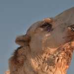 Camel free wallpapers