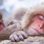 Japanese Macaque wallpapers for android