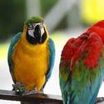 Macaw PC wallpapers