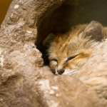 Sand Cat new wallpapers