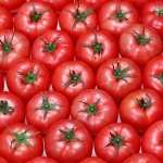 Tomato widescreen