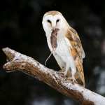 Barn Owl photos