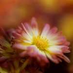 Chrysanthemum hd photos