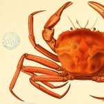Crab wallpapers for android
