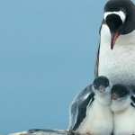 Emperor Penguin hd photos