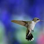 Hummingbird free download
