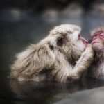 Japanese Macaque free wallpapers