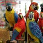 Macaw free wallpapers