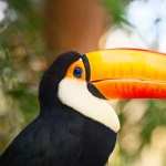 Toco Toucan wallpapers hd
