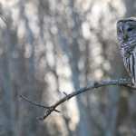 Barred Owl wallpapers hd