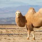 Camel high definition wallpapers