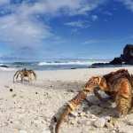 Crab photos