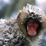 Japanese Macaque wallpapers