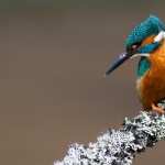 Kingfisher pic