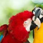 Macaw wallpapers for android