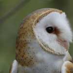 Barn Owl high definition wallpapers