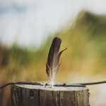Feather Photography hd wallpaper