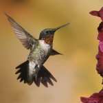 Hummingbird hd photos