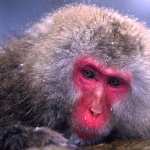 Japanese Macaque new photos