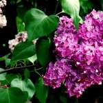 Lilac pics