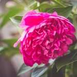 Peony high definition wallpapers