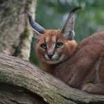 Caracal new wallpapers