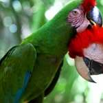 Macaw free