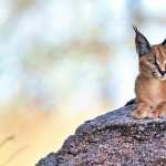 Caracal high definition wallpapers