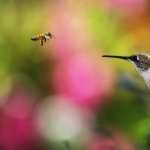 Hummingbird high definition wallpapers
